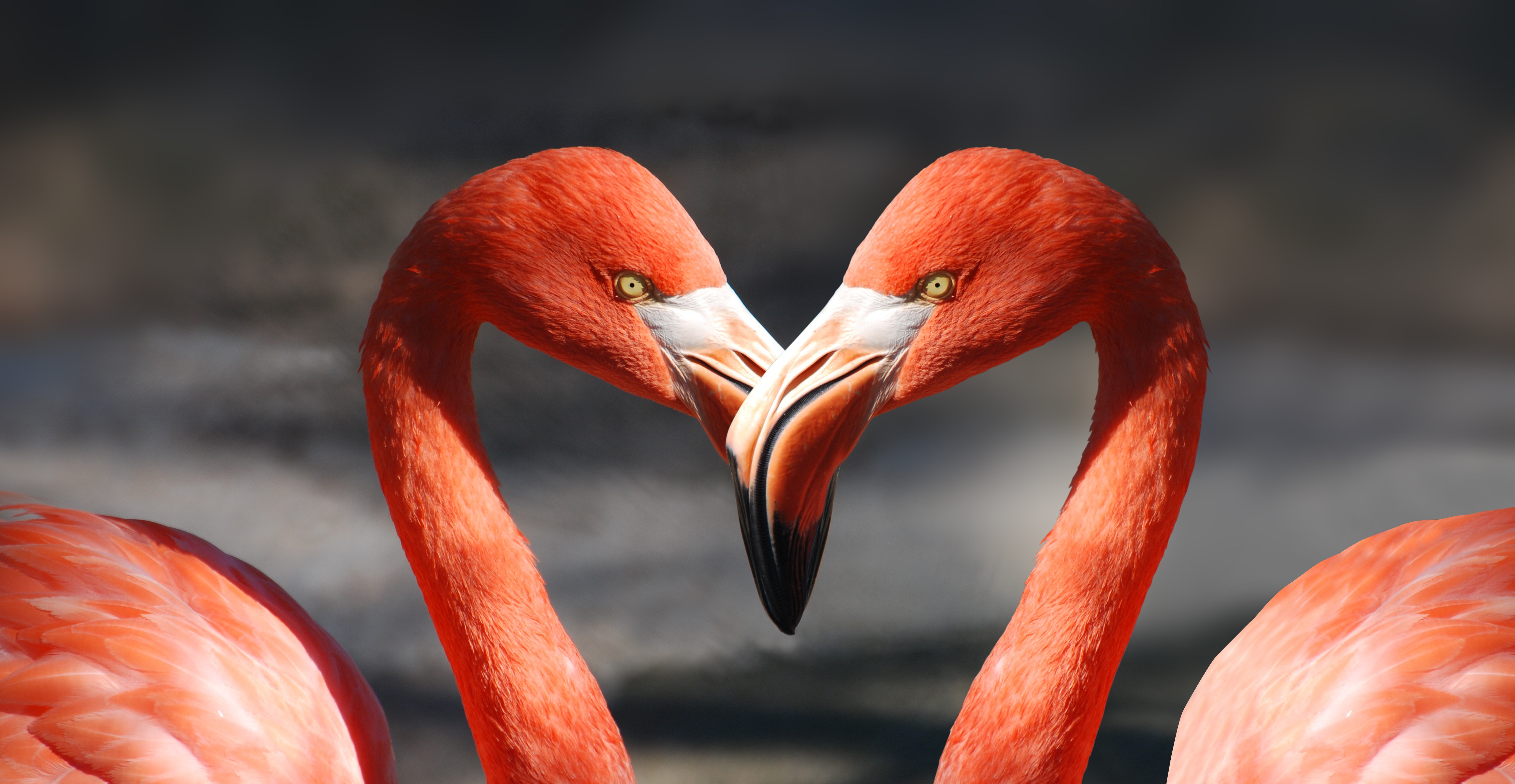 flamingo-valentine-heart-valentine-s-day