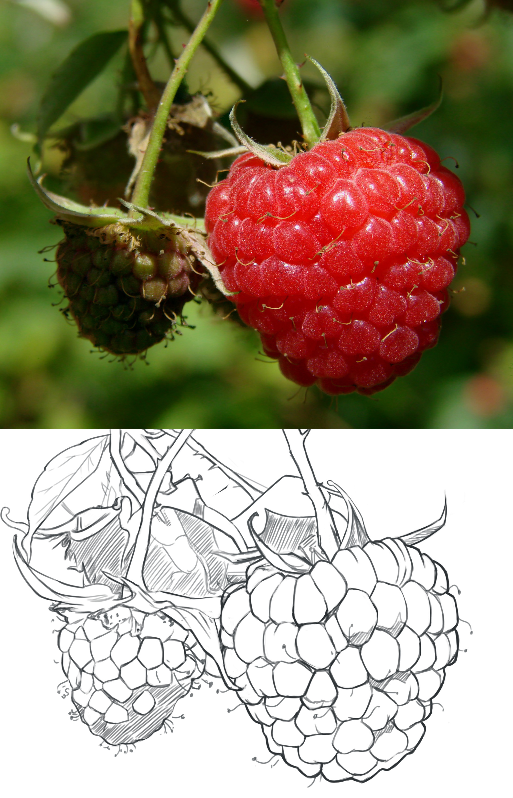 framboise-ex-croquis.1.jpg
