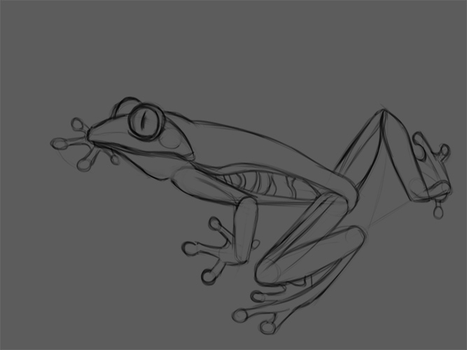 grenouille-croquis-3.jpg
