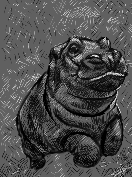 hippo-1.jpg