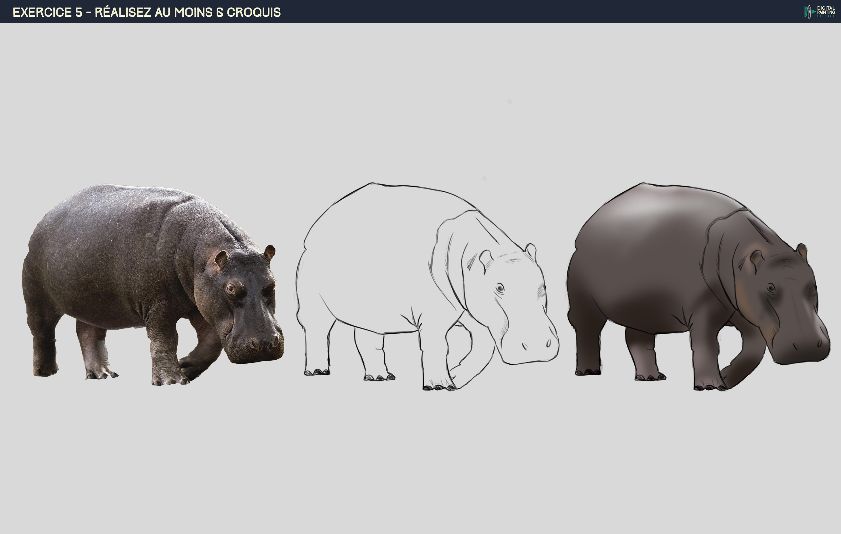 hippo.jpg