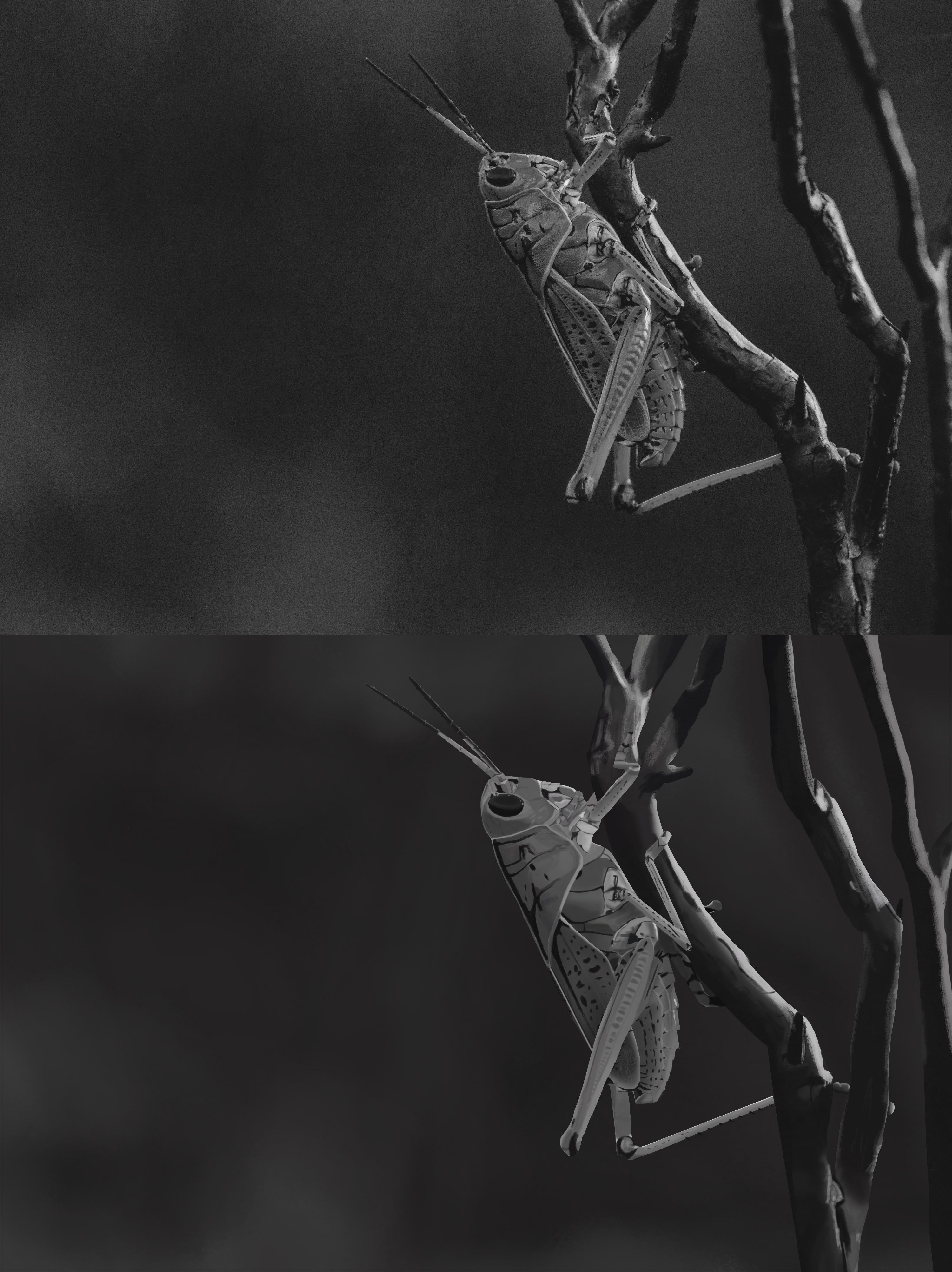 insecte-1.jpg