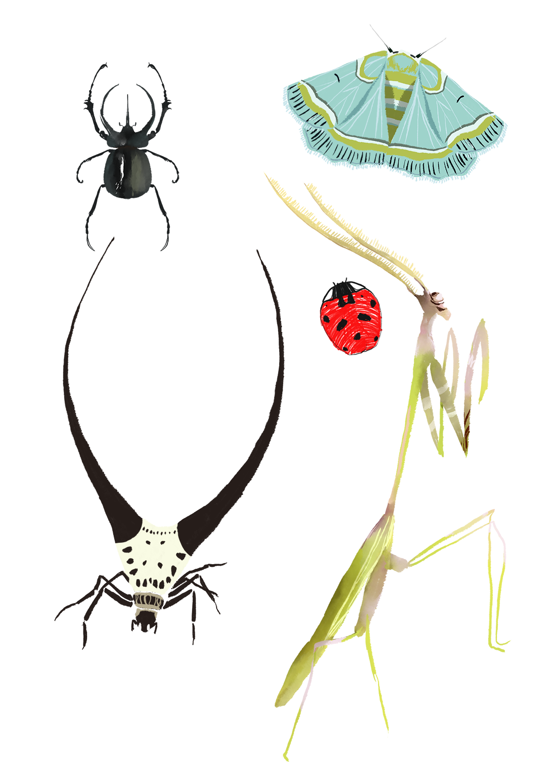 insecte.png
