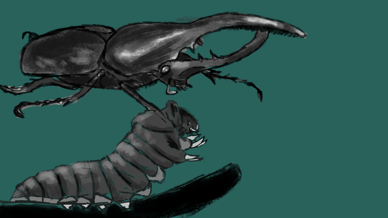 insectes-2.png