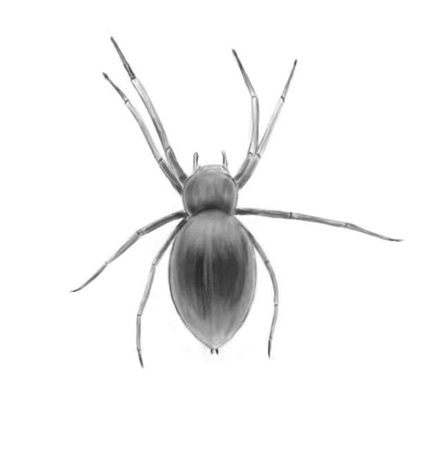 insectes-3.png