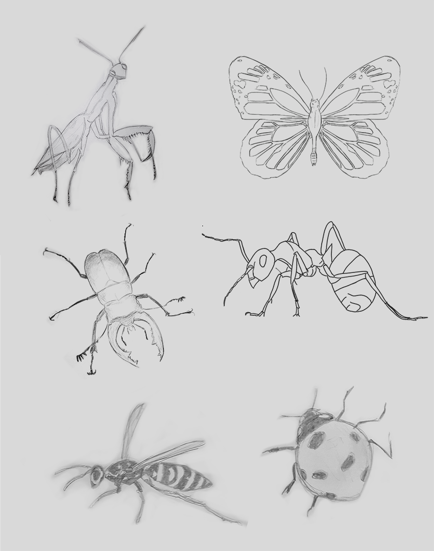 insectes-4.png
