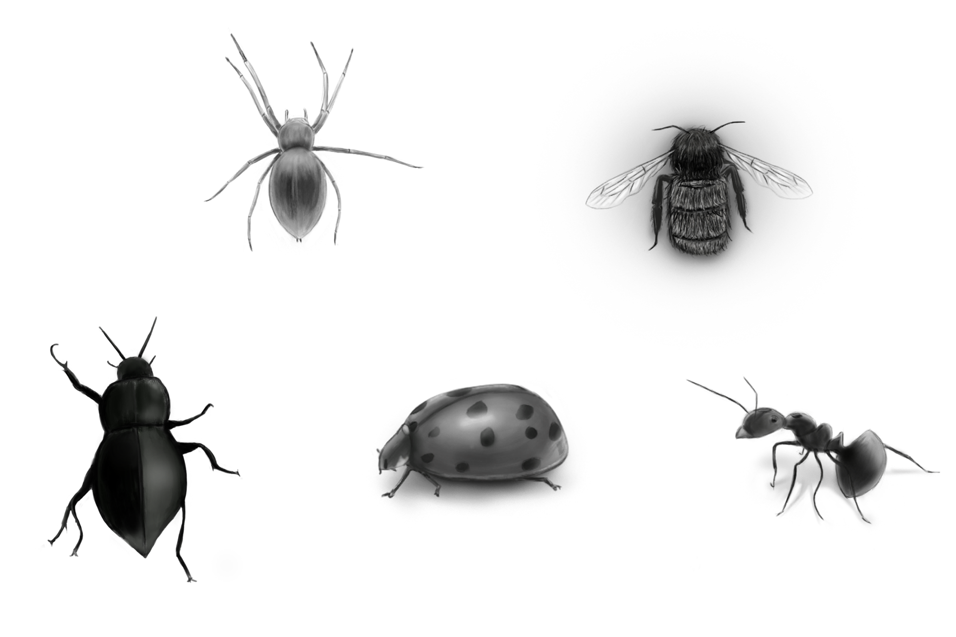 insectes-5.png