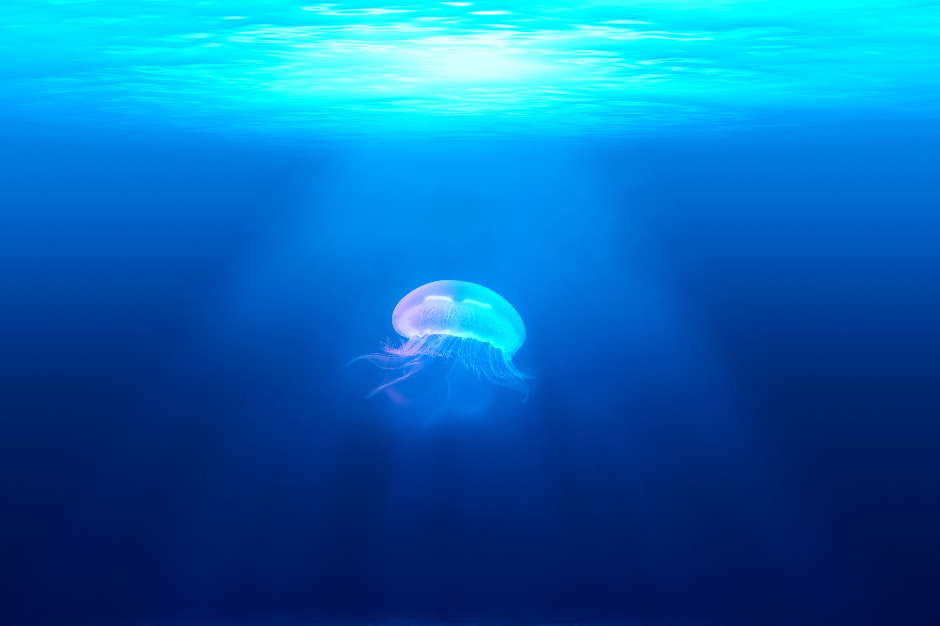jellyfish-931886.jpg