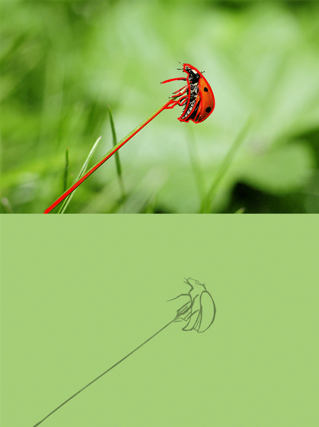 ladybug-insect-nature-meadow.gif
