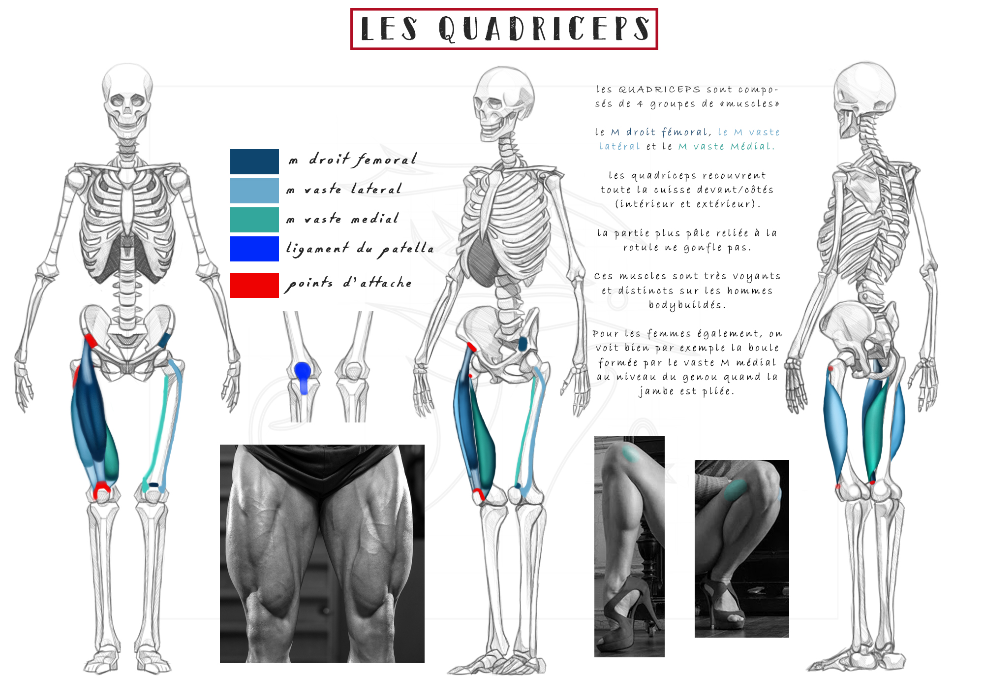 les-quadriceps-planch.jpg