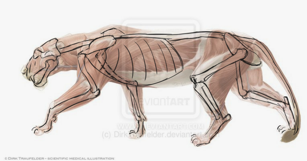 lion-skeleton_4.jpg