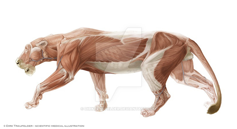 lion_anatomy_2_by_dirktraufelder-d69emf1-1.jpg