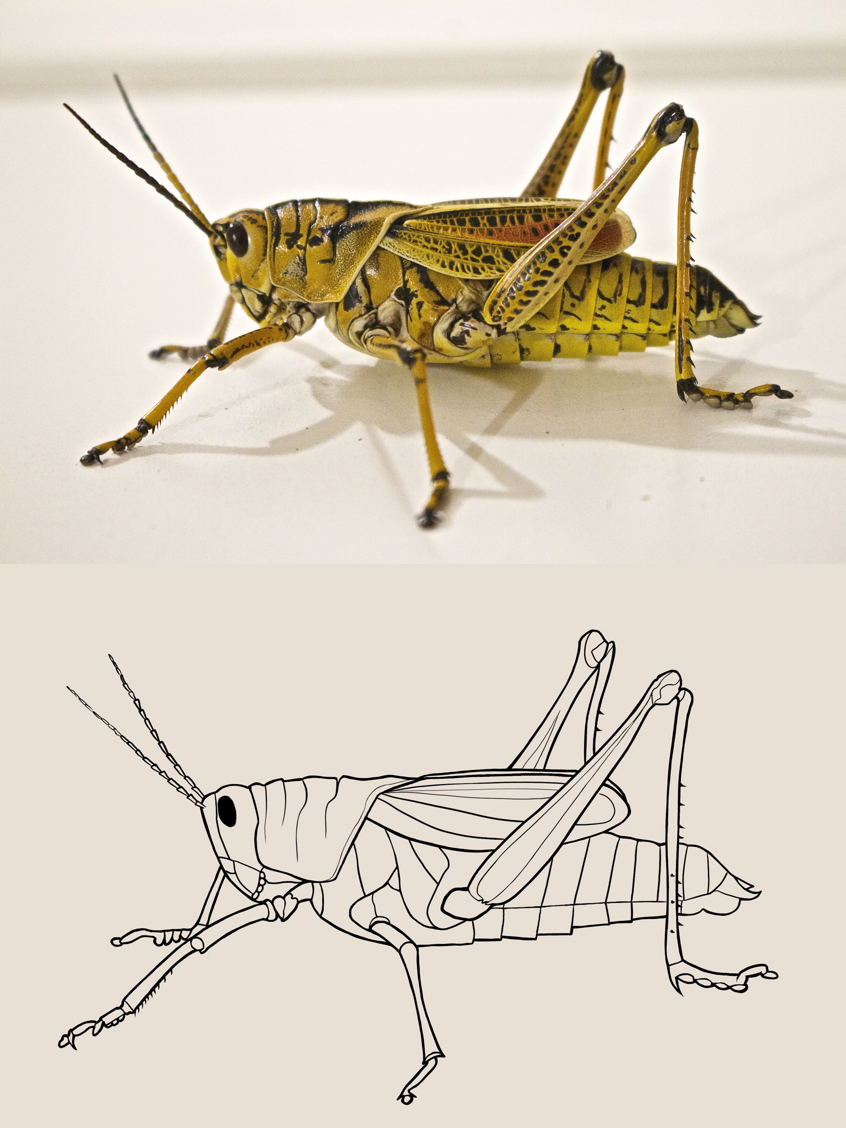 locust-jumping-grasshopper-animal-37830-2.jpg