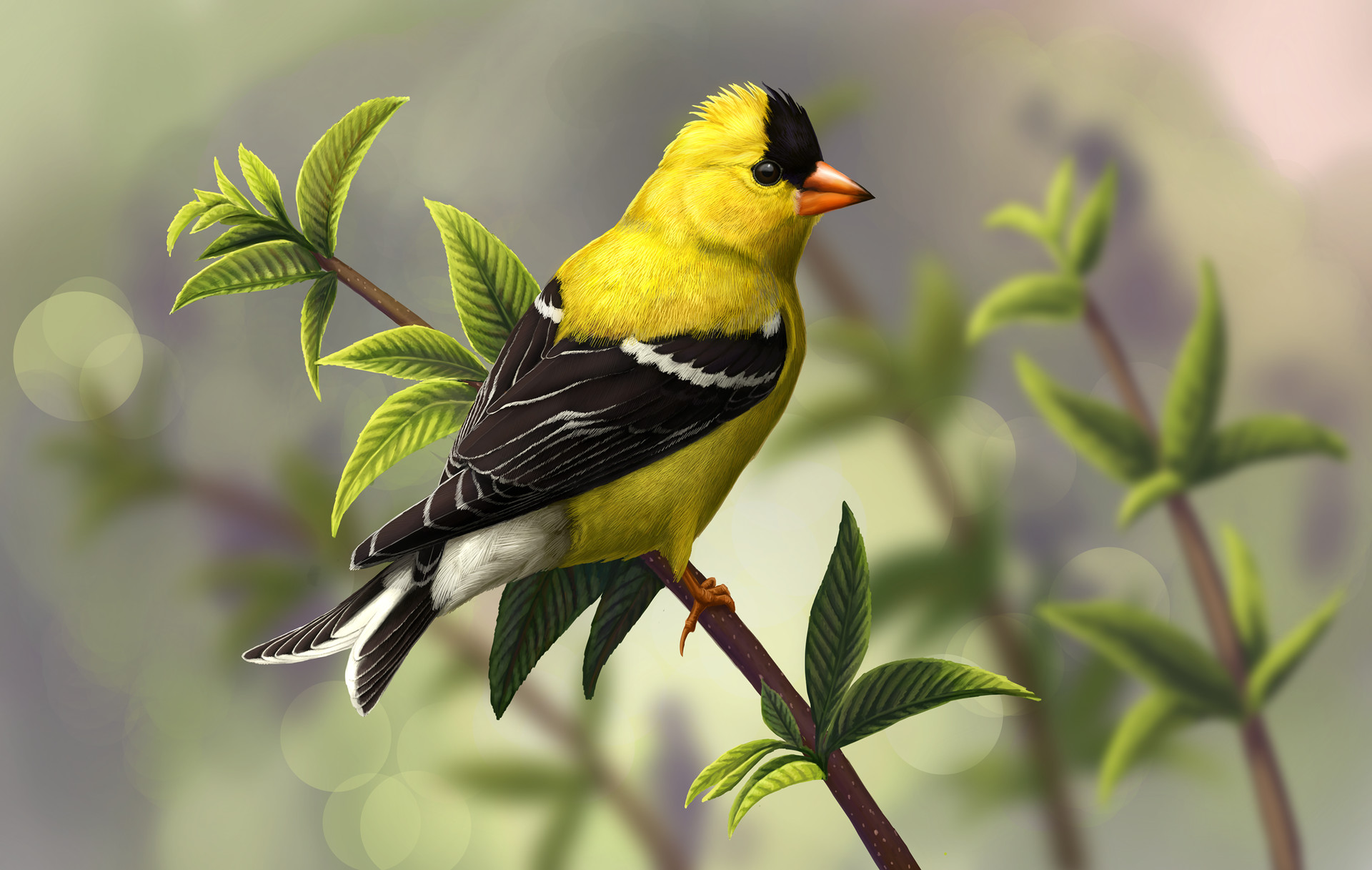martina-nachazelova-american-goldfinch.jpg