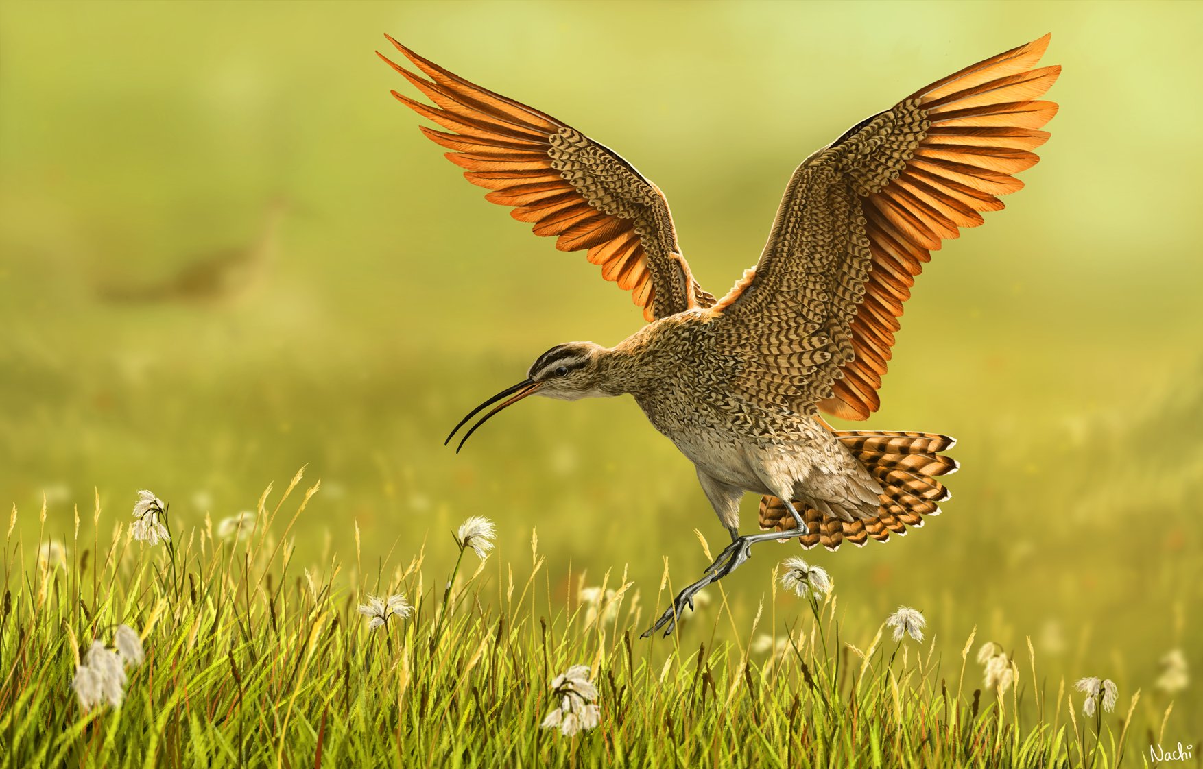 martina-nachazelova-eskimo-curlew.jpg