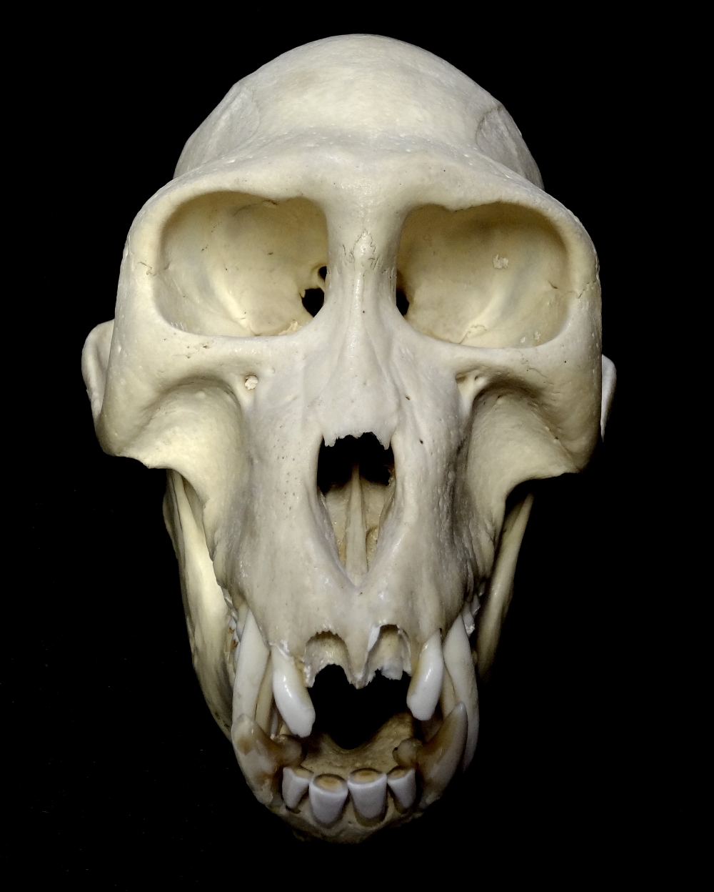 monkey_skull.jpg