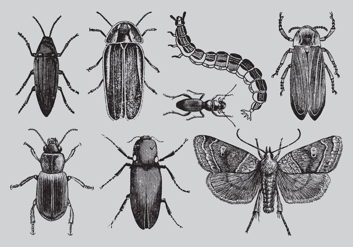 old-style-drawing-bugs-vector.jpg