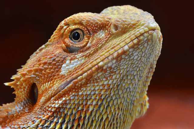 pogona_vitticeps4.jpg
