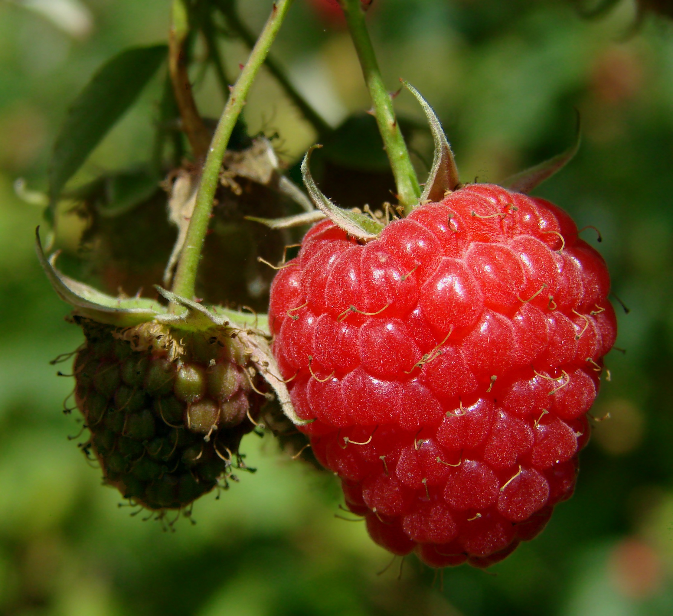 raspberry-berry-fruit-red-40754.jpeg