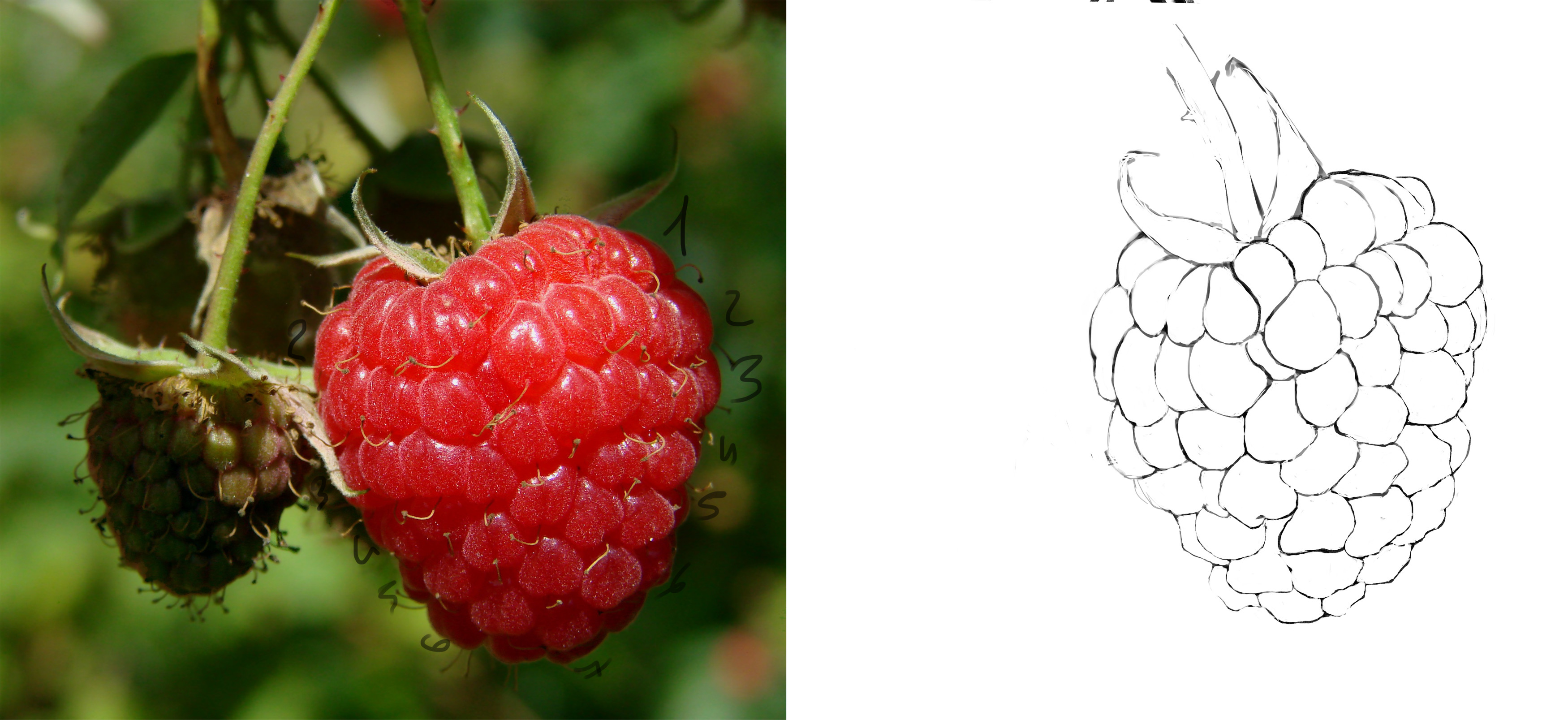 raspberry-berry-fruit-red-40754.jpg