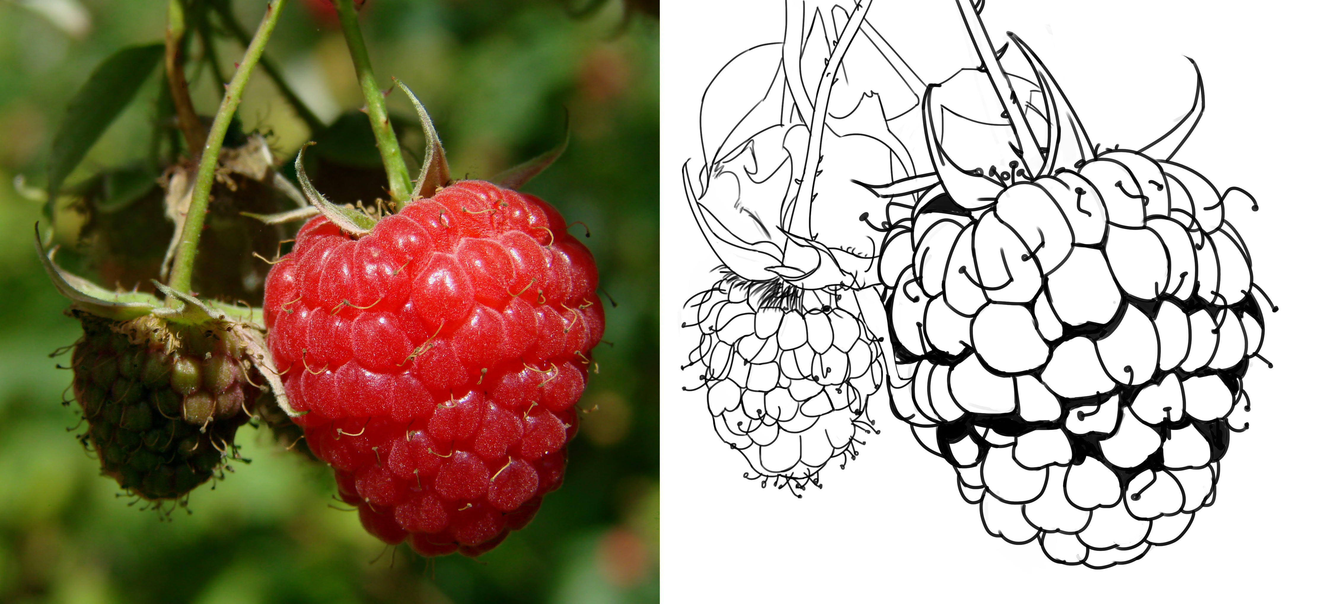 raspberry-berry-fruit-red-40754JPG.jpg
