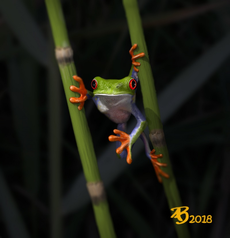 red-eyed-frog.jpg