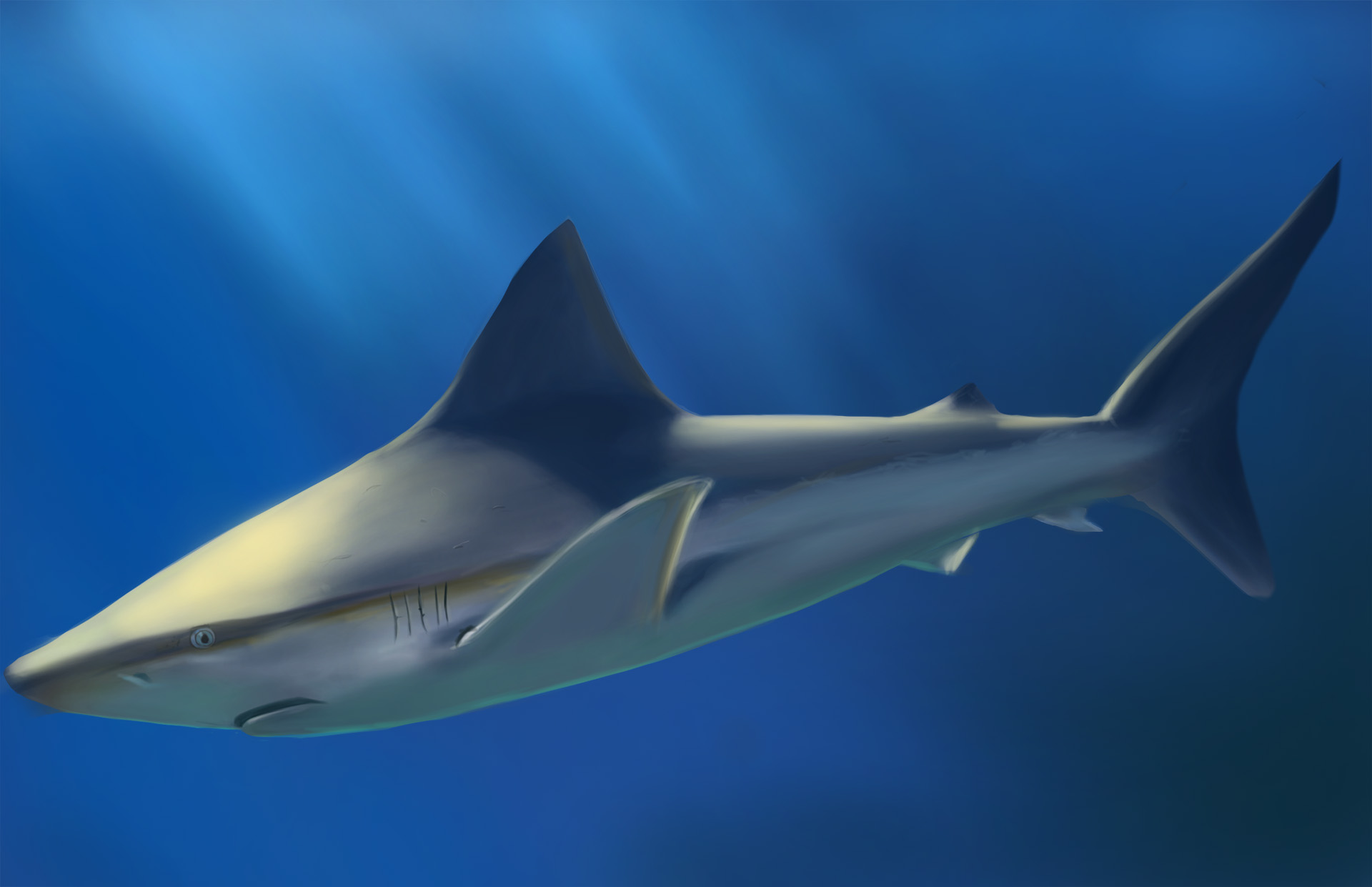 requin-2.jpg