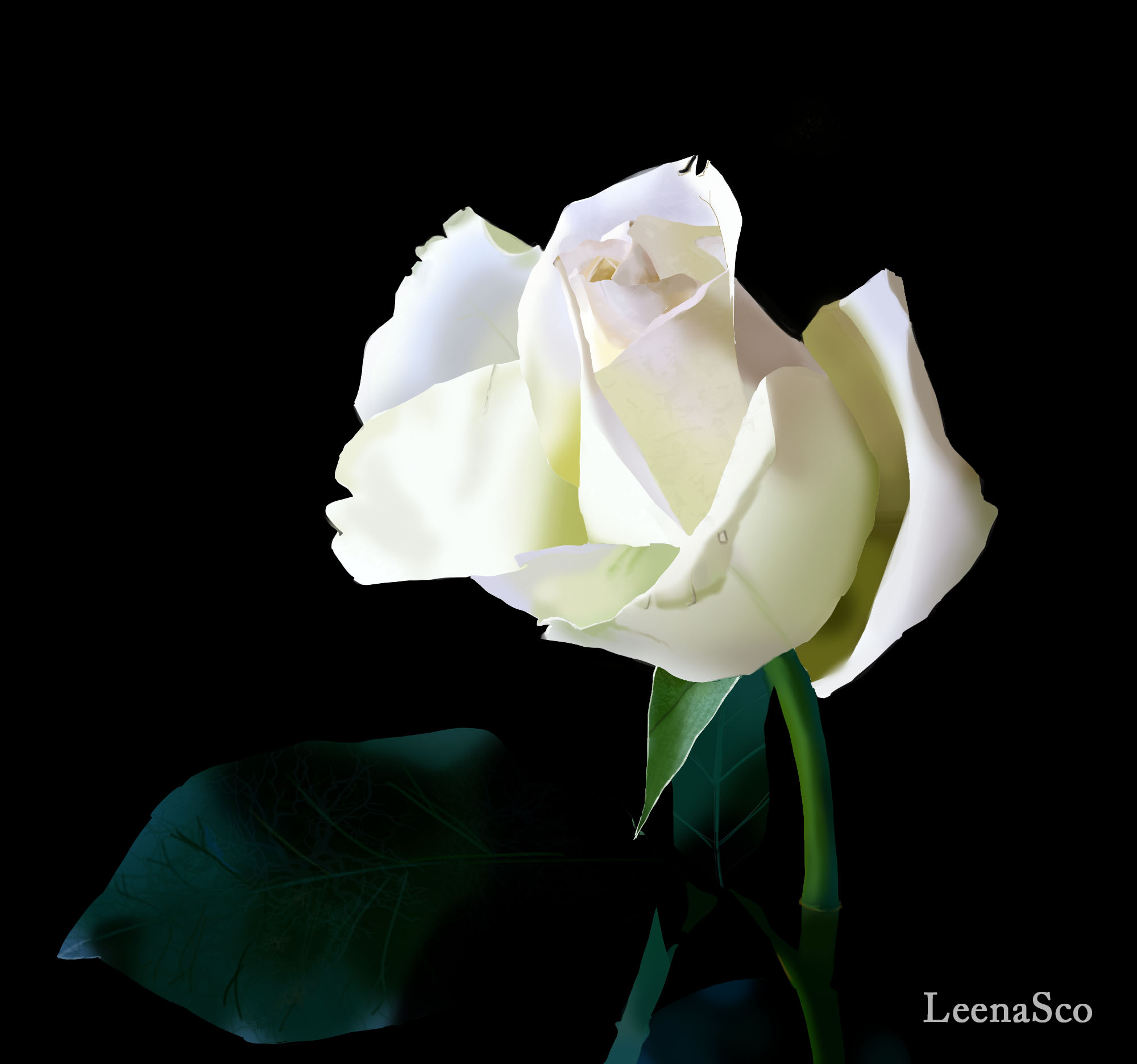 rose-white-study.jpg