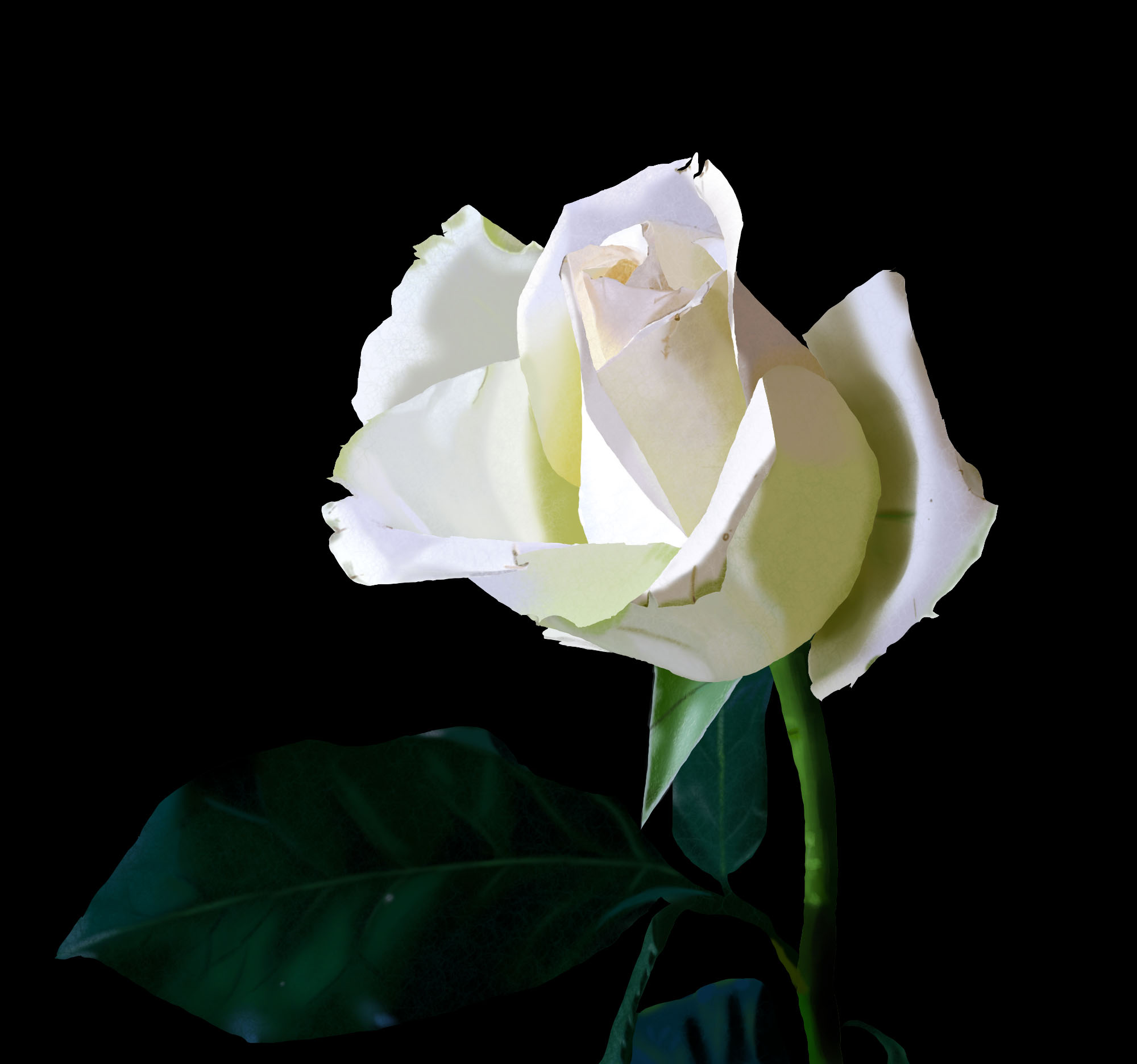 rosefini.jpg