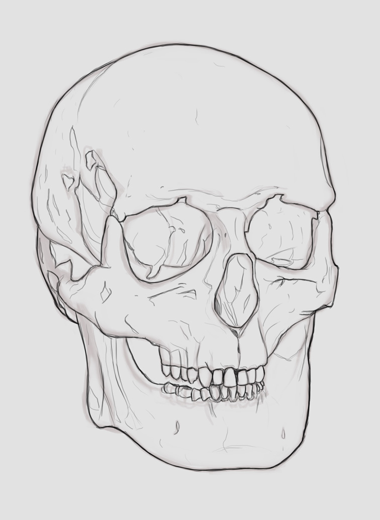 sketch_skull.jpg