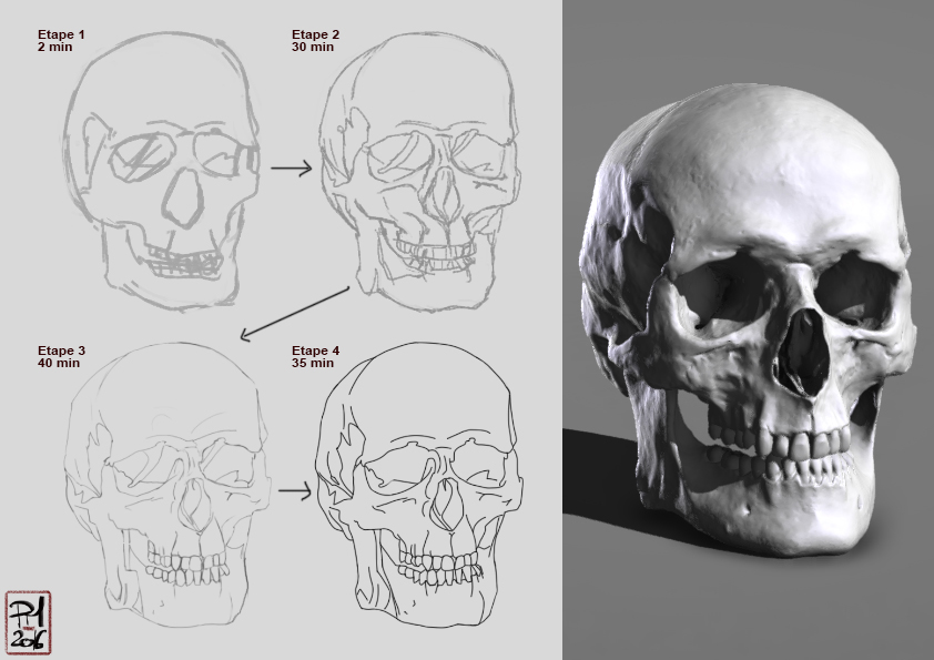 skull-1.jpg