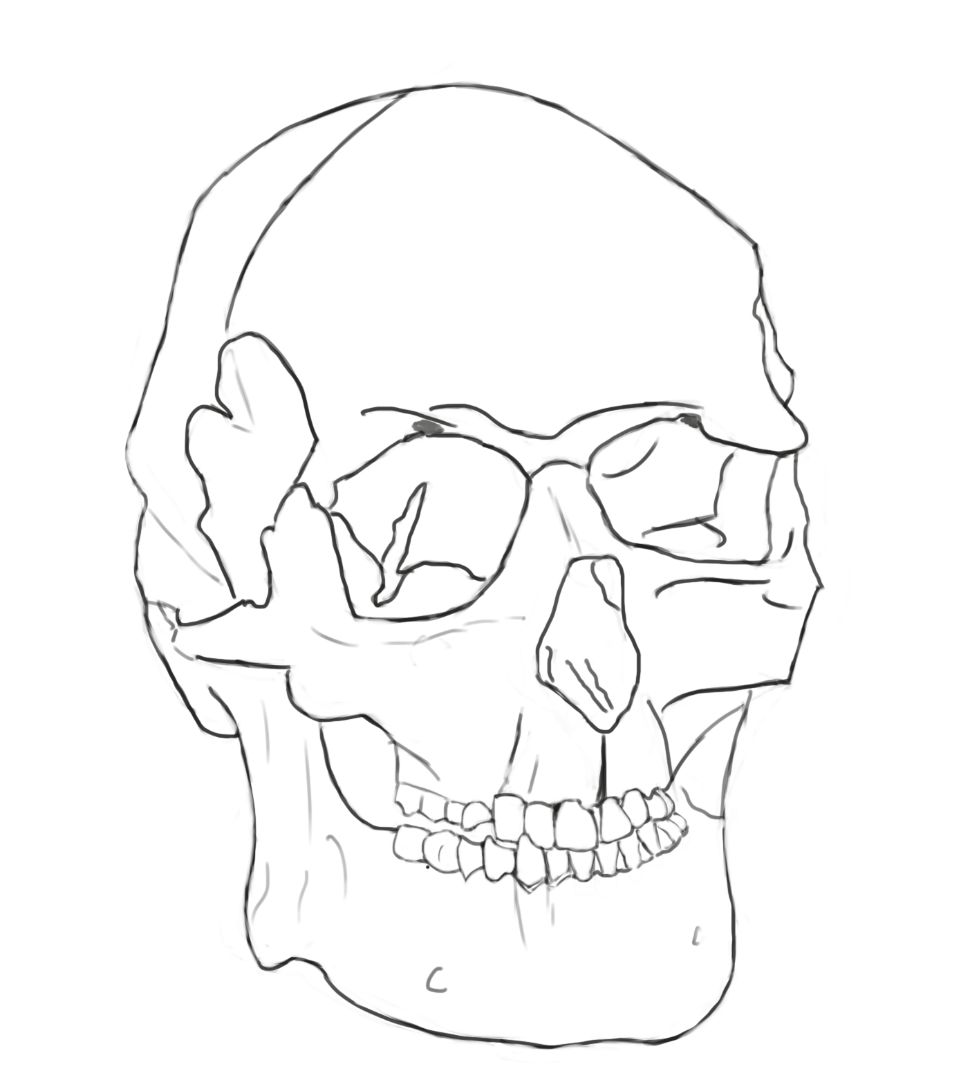 skull5.jpg