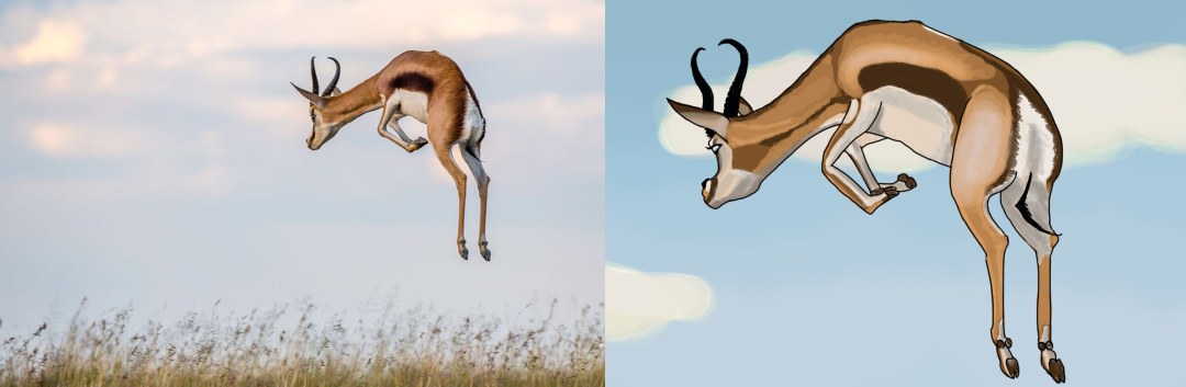 springbok-comparatif.jpg