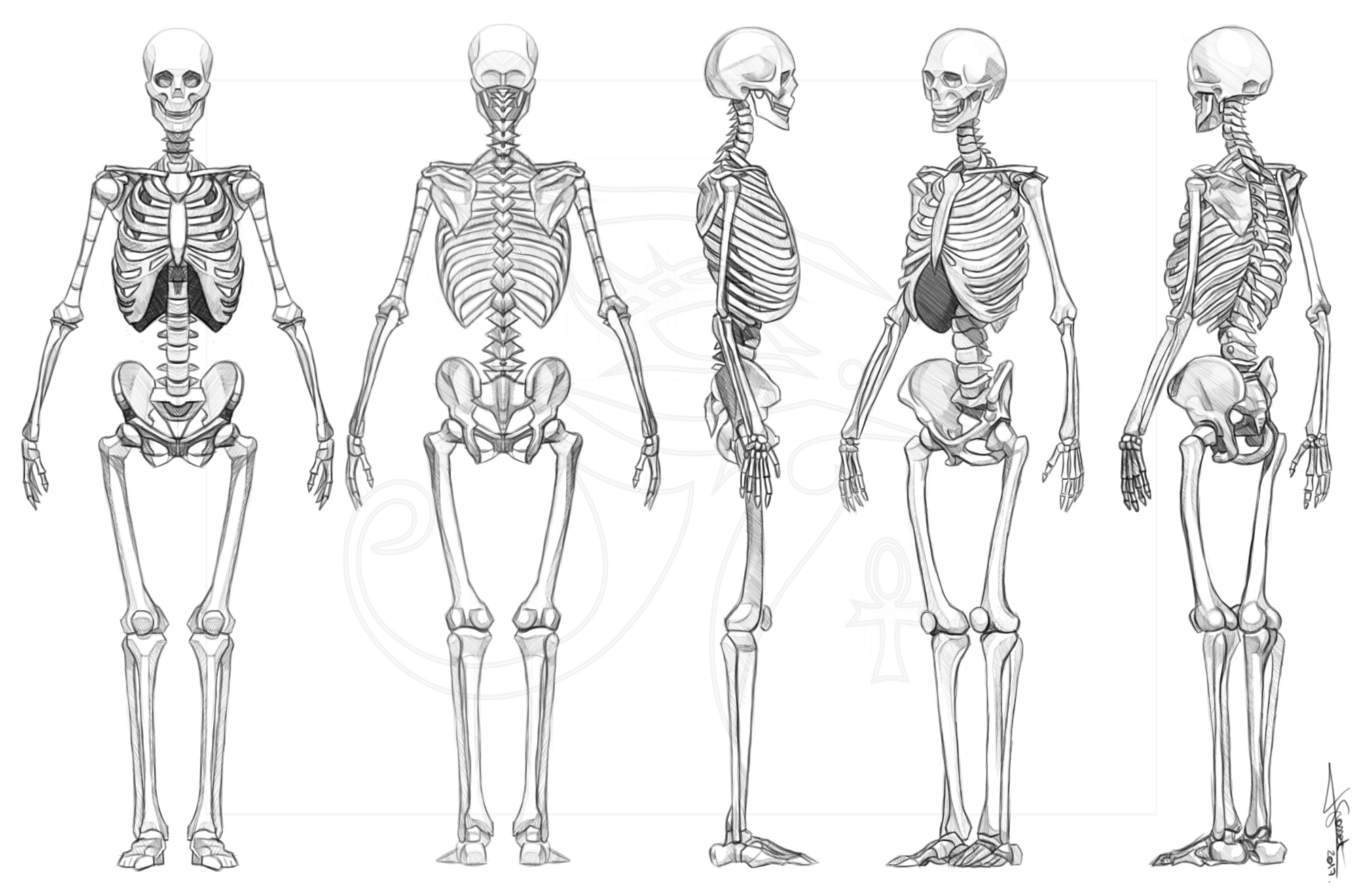 squelettes-toutes-vues-dessin-1.jpg