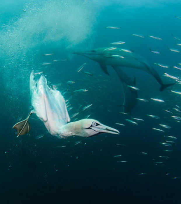 tel-des-kamikazes-ces-oiseaux-marins-aiment-se-jeter-tete-la-premiere-dans-l-eau-pour-en-ressortir-quelques-minutes-plus-tard-un-poisson-entre-leur-bec_115703_w620.jpg