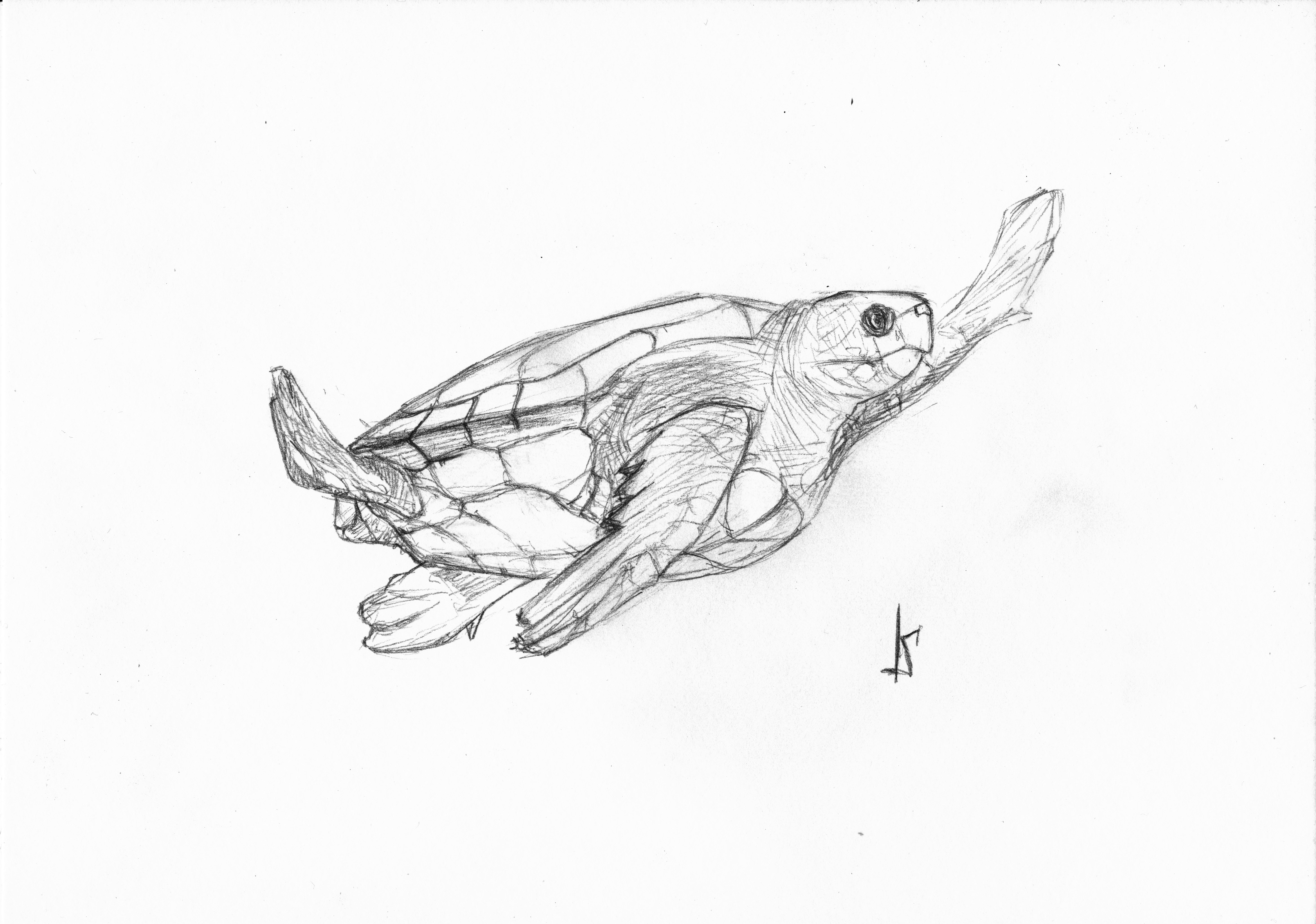 tortue-1.jpg