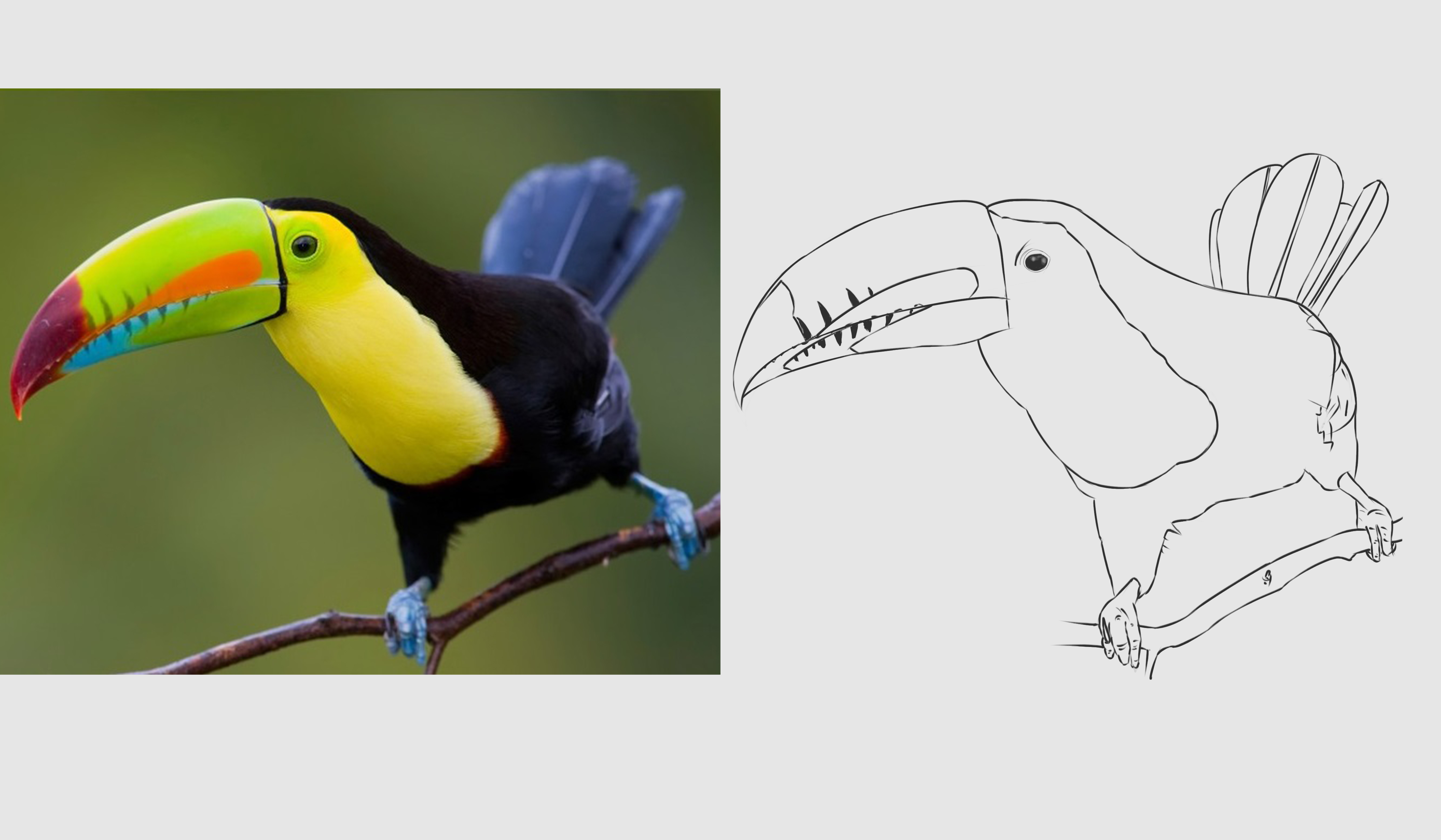 toucan-swag-croquis.jpg
