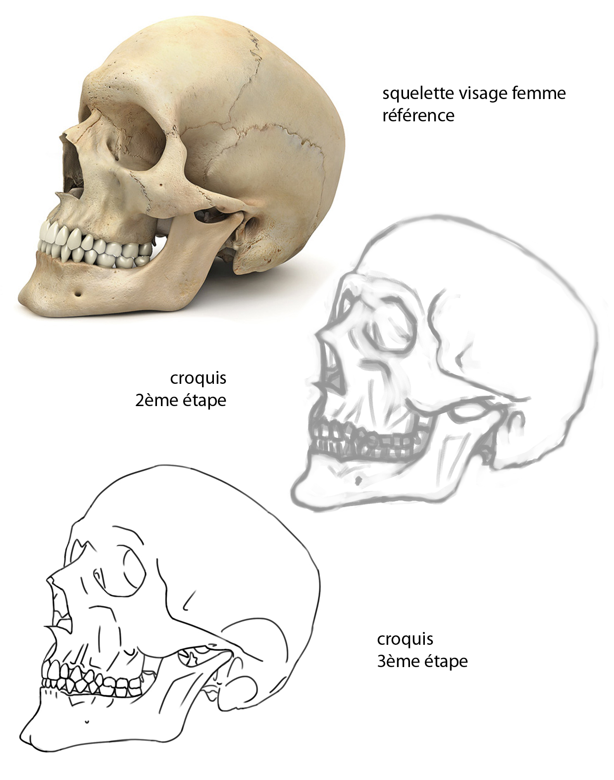 visage_squelette_etapes.jpg