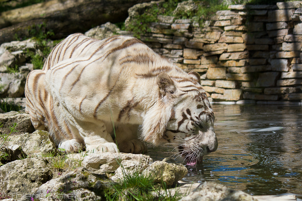 white_tiger_by_talos_x_d515n18.jpg