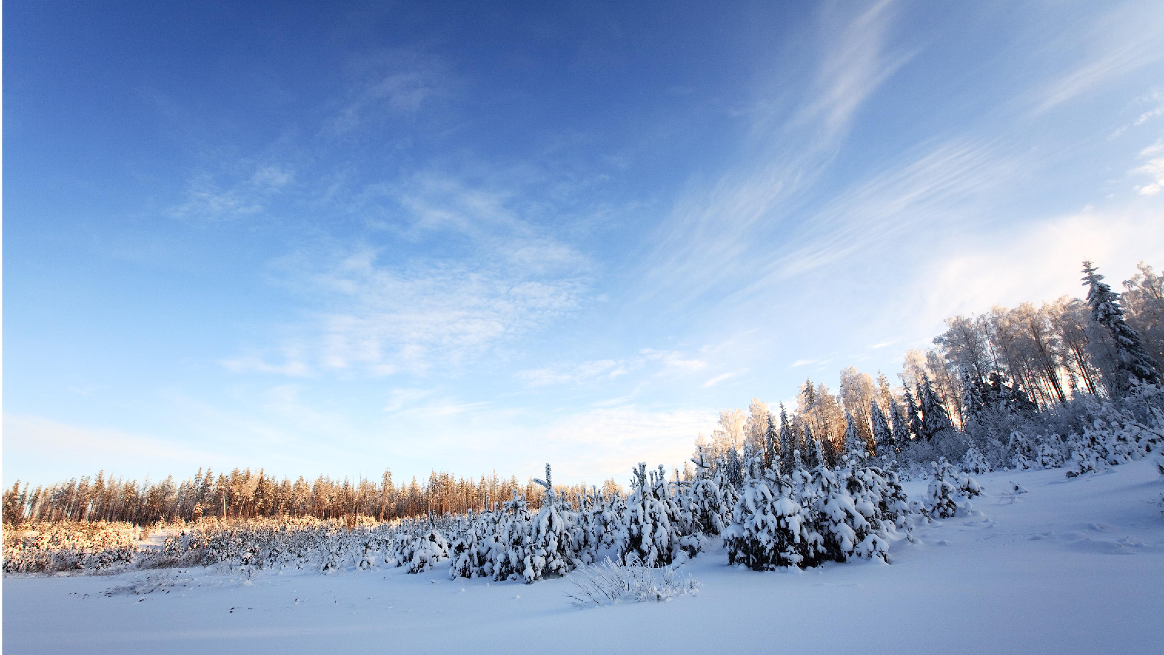 winter_snow_sky_trees_forest_landscapes_