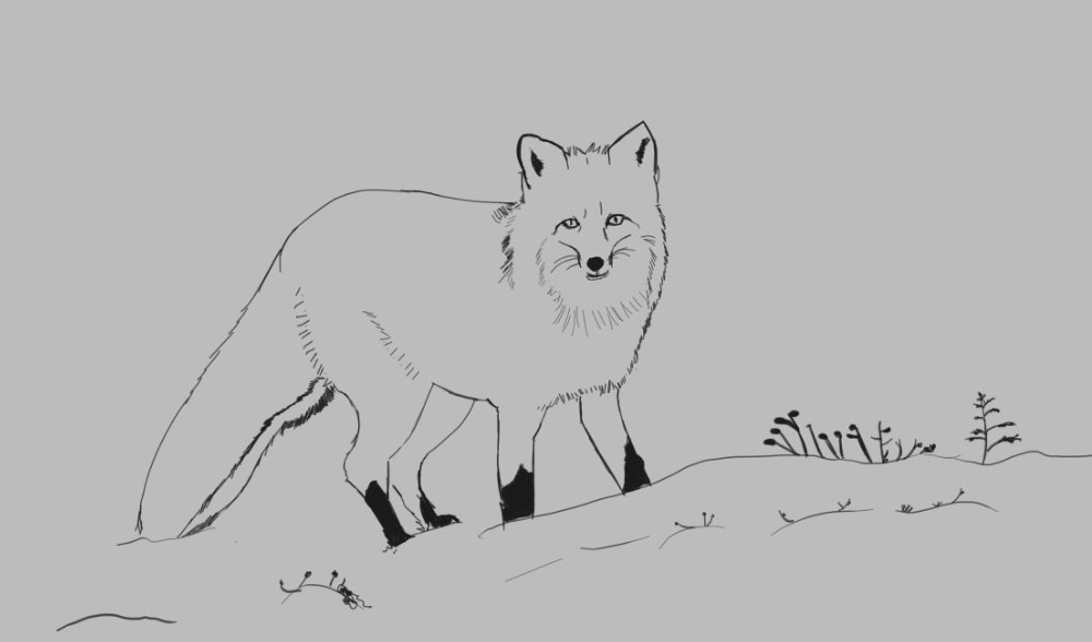 fox2-croquis.jpg