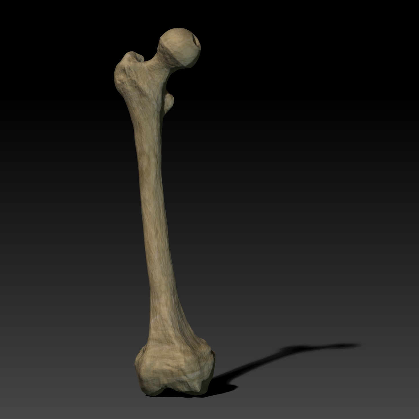 femur-show-5-square.png