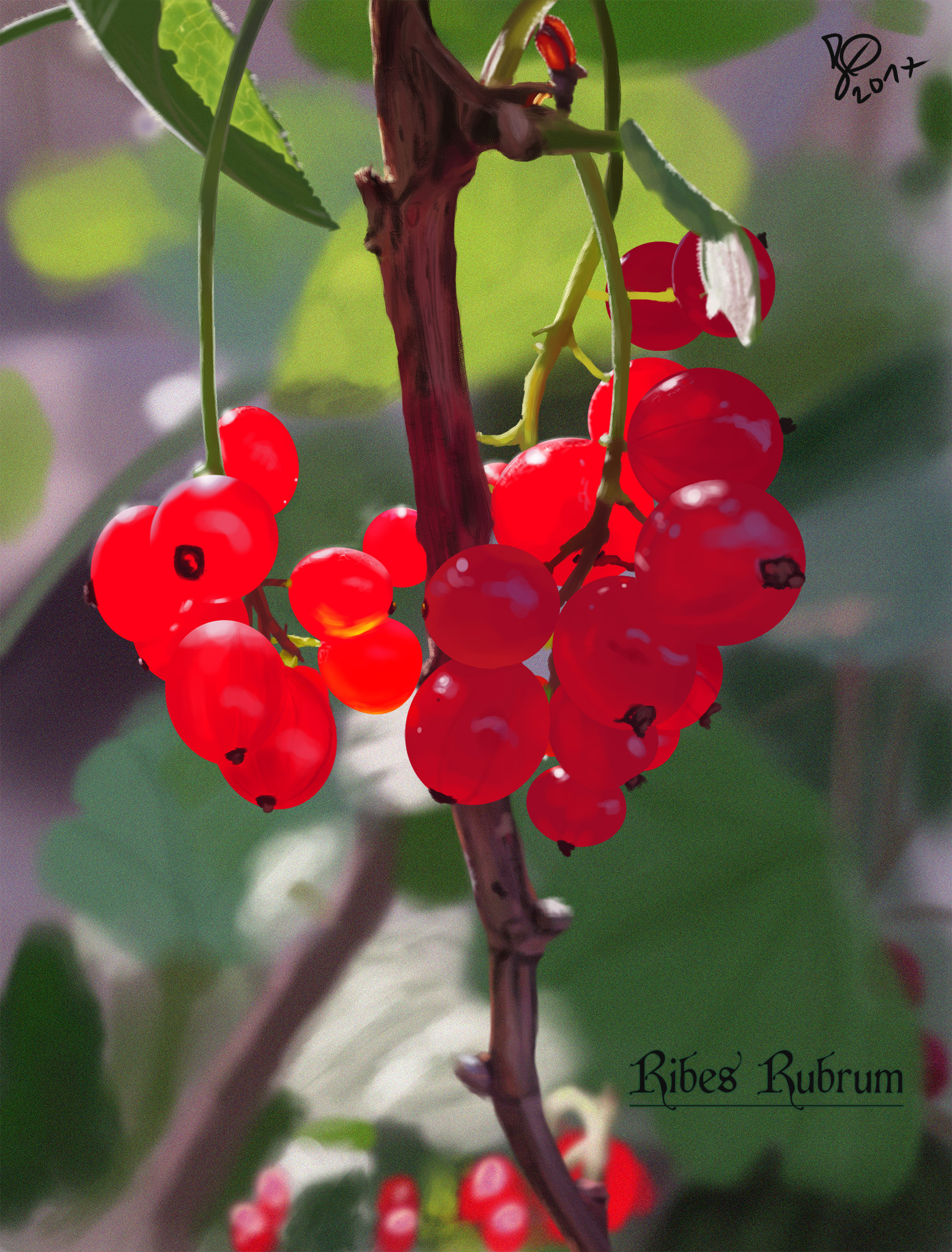 023-17_Ribes-Rubrum_petitv2.jpg