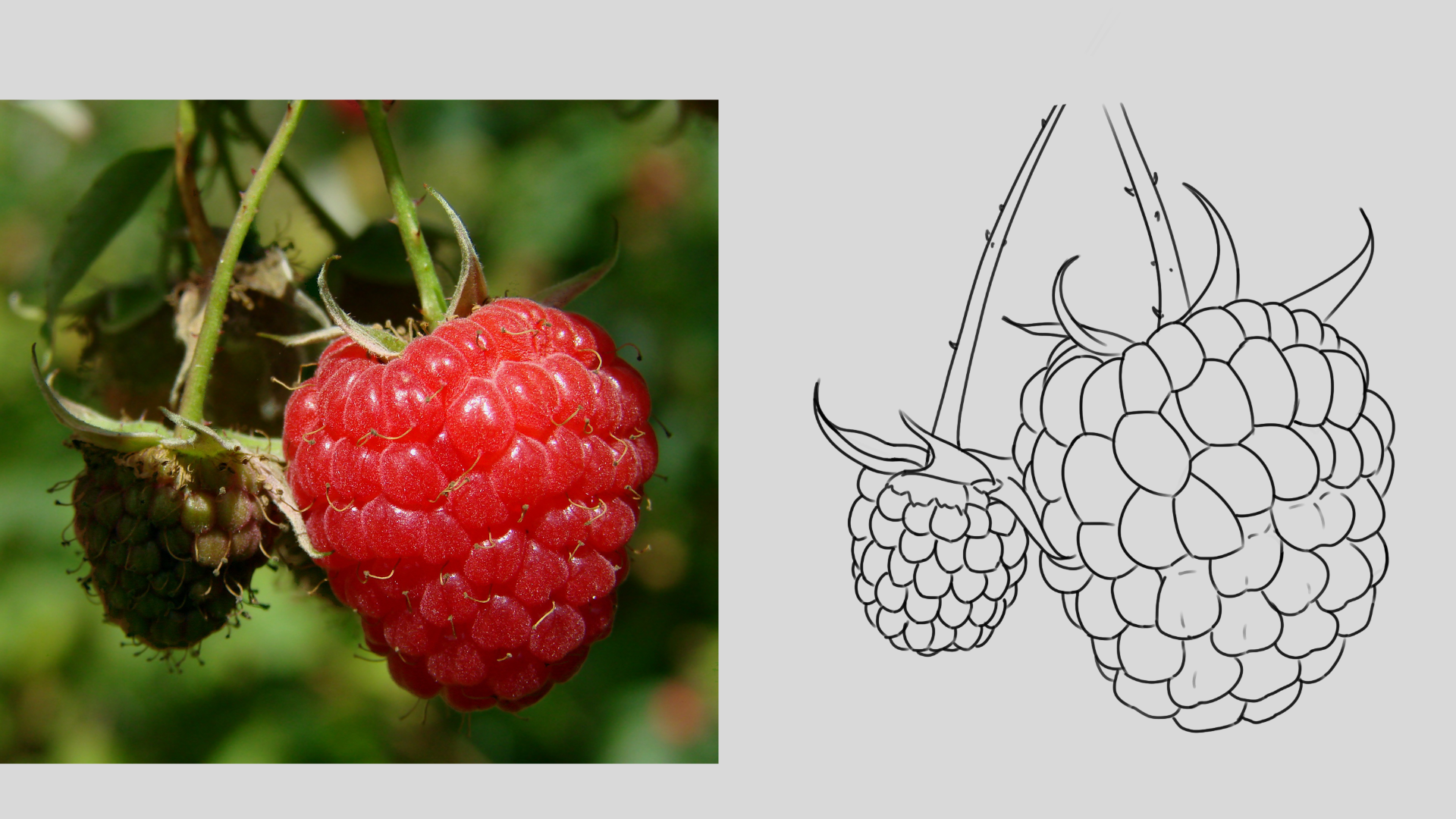 Framboises.png